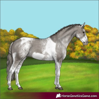 Horse Color:White Spotted Grullo Splash Tobiano Frame Appaloosa