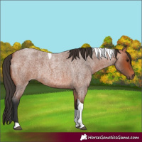 Horse Color:Bay Roan Tobiano Rabicano 