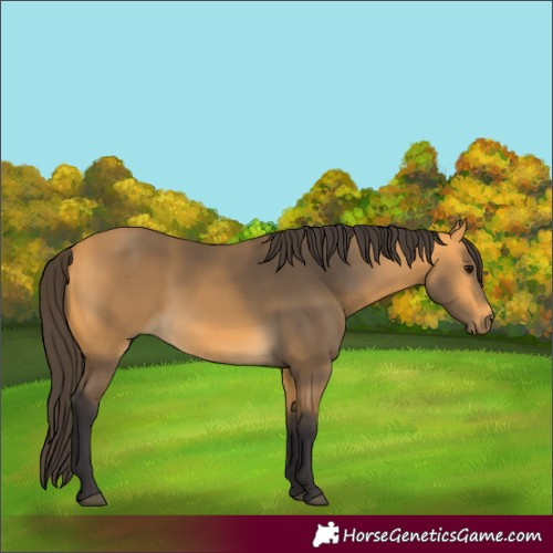 Horse Color:Buckskin 