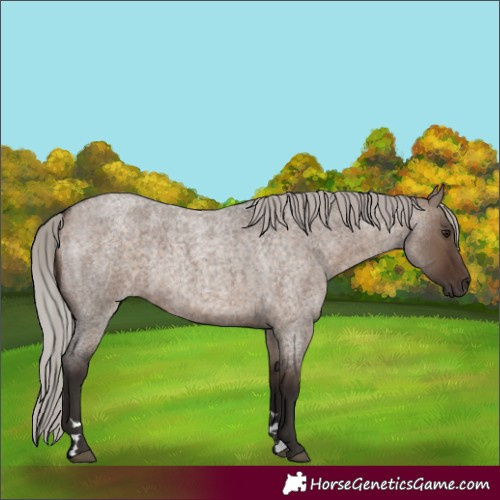 Horse Color:Silver Brown Roan Dun 