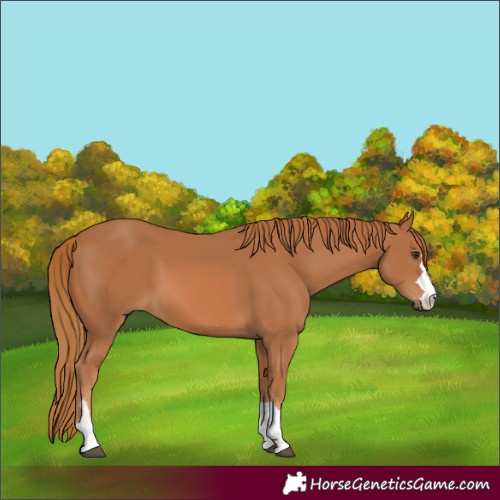 Horse Color:Chestnut 