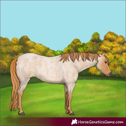 Horse Color:Red Roan 