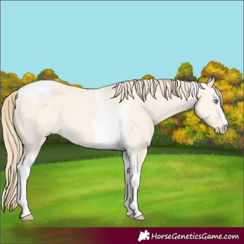 Horse Color:Perlino Dun Tobiano 