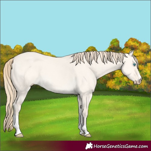 Horse Color:Perlino Dun Tobiano 