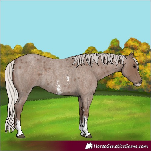 Horse Color:Silver Blue Roan Sabino 
