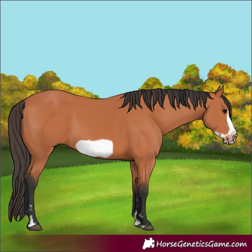 Horse Color:Bay Frame 