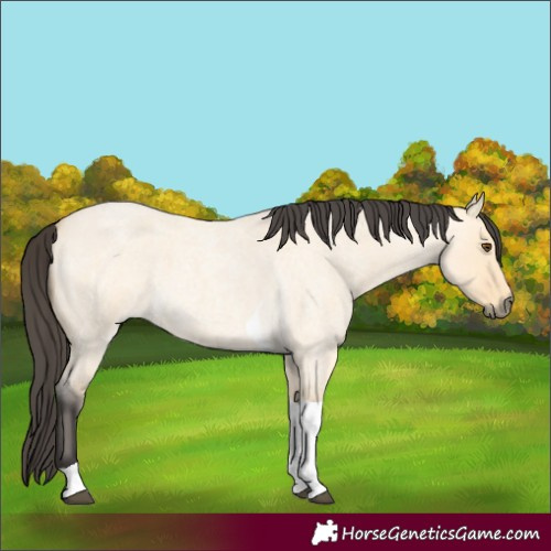 Horse Color:Buckskin Roan Dun Tobiano 