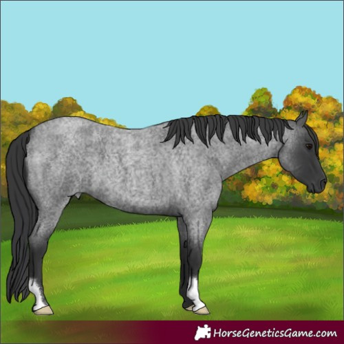 Horse Color:Blue Roan