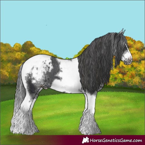 Horse Color:White Spotted Black Splash Tobiano Frame Appaloosa 