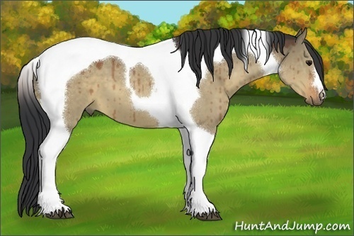 Horse Color:Bay Dun Tobiano 