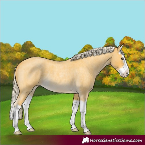 Horse Color:Palomino Roan Splash 