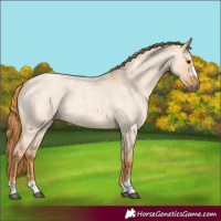 Horse Color:Red Dun Roan 