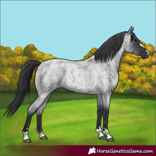 Horse Color:Blue Roan 