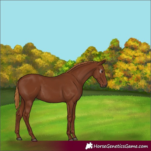 Horse Color:Gray Chestnut 