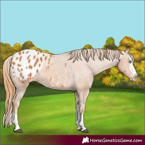 Horse Color:Chestnut Splash Appaloosa 