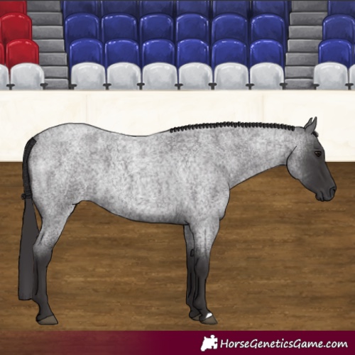 Horse Color:Smoky Blue Roan 