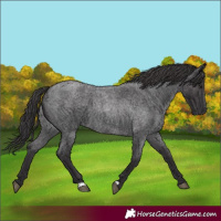 Horse Color:Smoky Blue Roan 
