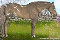 Horse Color:White Spotted Chocolate Palomino