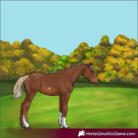 Horse Color:Chestnut Tobiano 