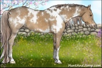 Horse Color:White Spotted Chocolate Palomino Sabino