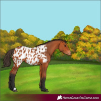 Horse Color:Bay Blanket 