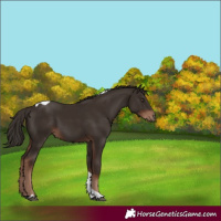 Horse Color:Liver Chestnut Tobiano 
