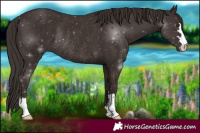 Horse Color:Liver Chestnut Rabicano 