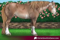 Horse Color:Gray Liver Chestnut Ice Pearl 
