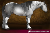 Horse Color:Gray Platinum Bay Tobiano