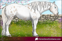 Horse Color:Gray Chocolate Palomino Pearl Mushroom Tobiano Appaloosa 