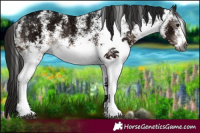 Horse Color:Gray White Spotted Brown Ice Appaloosa 
