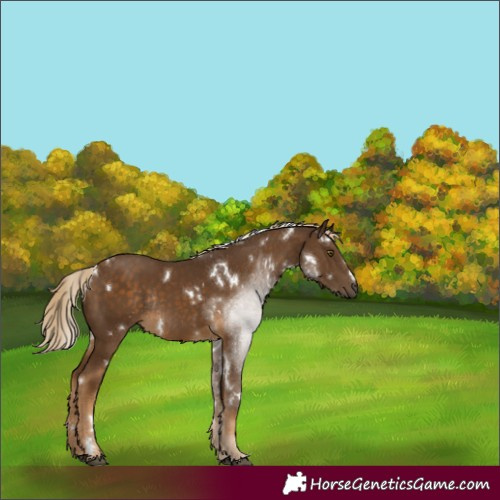 Horse Color:White Spotted Chocolate Palomino Rabicano 