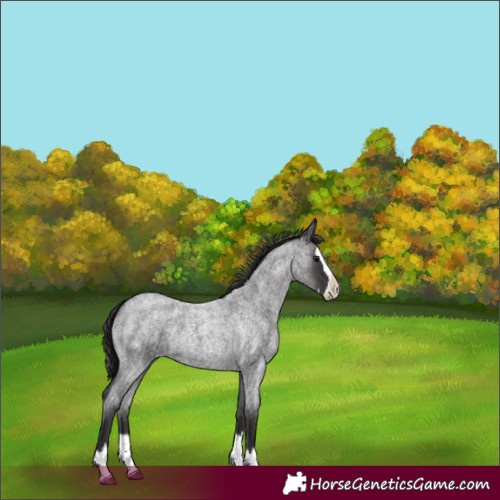 Horse Color:Smoky Blue Roan Splash 