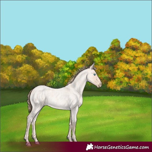 Horse Color:Perlino Roan 