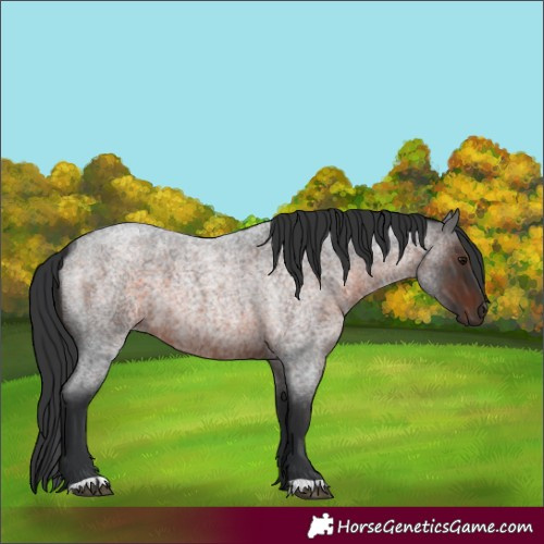 Horse Color:Brown Roan 