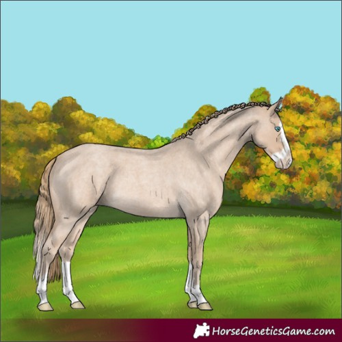 Horse Color:Smoky Creme Roan Splash 