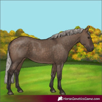 Horse Color:Silver Brown Dun 