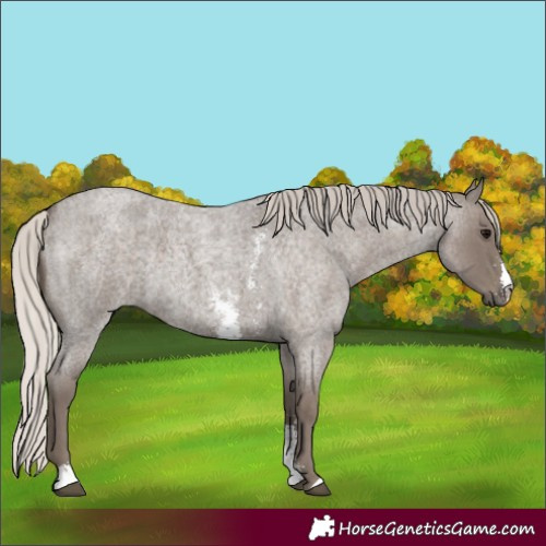 Horse Color:Silver Blue Roan Sabino 