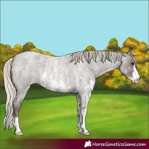 Horse Color:Silver Blue Roan Sabino 