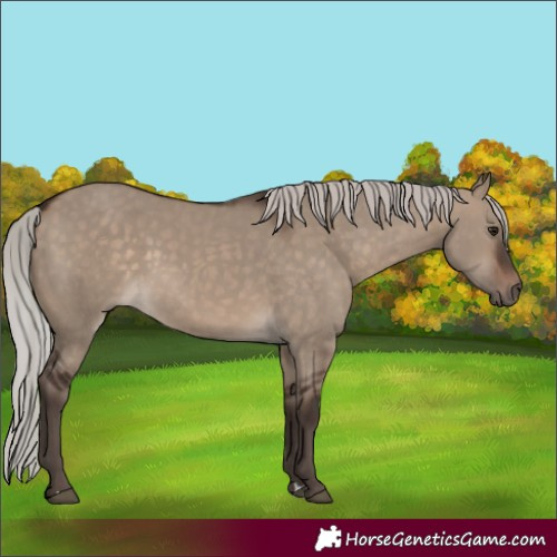 Horse Color:Silver Brown Dun 