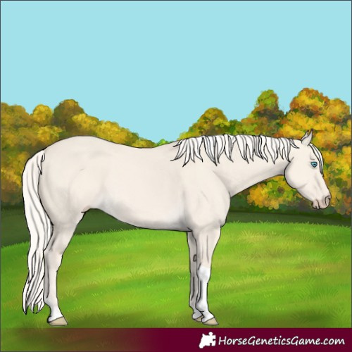 Horse Color:Cremello Dun Tobiano 