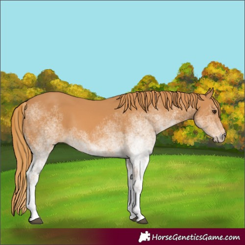 Horse Color:White Spotted Chestnut 