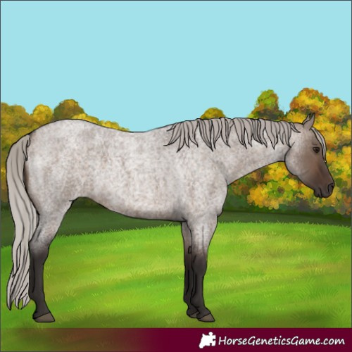 Horse Color:Silver Brown Roan Dun 
