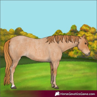 Horse Color:Red Roan 