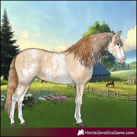 Horse Color:White Spotted Red Dun Rabicano and White Spotted Red Dun