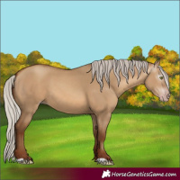 Horse Color:Gray Silver Sable Champagne Dun 