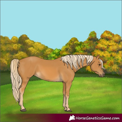 Horse Color:Palomino 