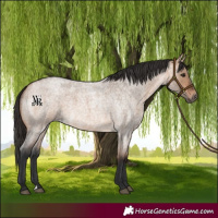 Horse Color:Bay Roan Dun 