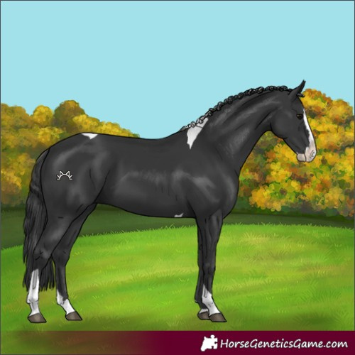 Horse Color:Black Splash Tobiano 