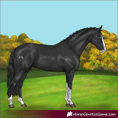Horse Color:Black Splash Tobiano 